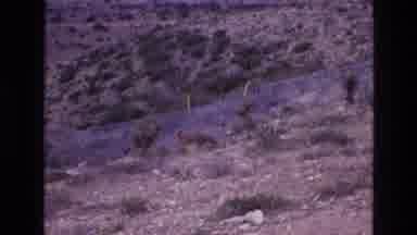 New Mexico USA (1973): Rocky Plain Scanning With The Appearance Of A Prairie Dog