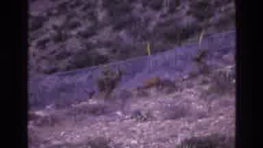 New Mexico USA (1973): Video Of Someone Tapping Deers At Fence Line One Small Baby