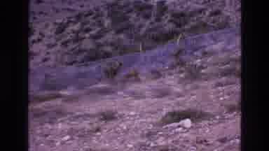 New Mexico USA (1973): Wild Deer Roaming On A Hillside Outside A Fence