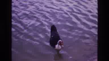 New Mexico USA (1973): A Duck In The Pond And A Dog In The Middle Of Two Ox