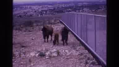 New Mexico USA (1973): Bull Cow Free Grazing Roaming Grounds Eating Grass Near