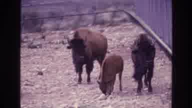 New Mexico USA (1973): Western Scenery Farm Country