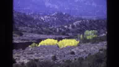 New Mexico USA (1973): Yellow Flowers In Desert Foreground And Trees Flow In