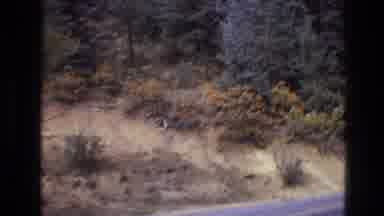 New Mexico USA (1973): Foliage Off Highway Is Examined For Seasonal Changes
