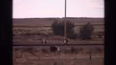 New Mexico USA (1973): Cows Walking Across The Road
