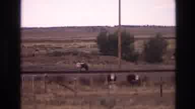 New Mexico USA (1973): Cattle Grazing Beside The Railroad