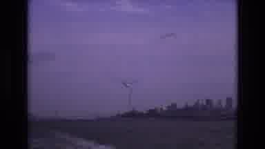 San Francisco California USA (1973): Seagulls Flying Above Beach And Diving Into