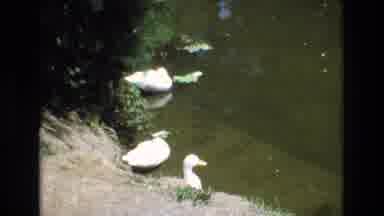 San Francisco California USA (1973): Relaxing At The Edge Of The Pond