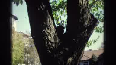 Colorado Springs Colorado USA (1974): Tree Animal Gorilla Windy Bark Eating