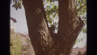 Colorado Springs Colorado USA (1974): Nature Happening Up Close And Personal As A