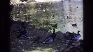 Colorado Springs Colorado USA (1974): Ducks Under A Bridge In The River