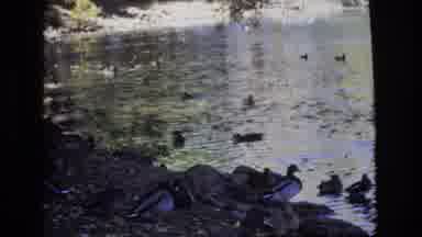 Colorado Springs Colorado USA (1974): Several Ducks Under The Bridge Of A River
