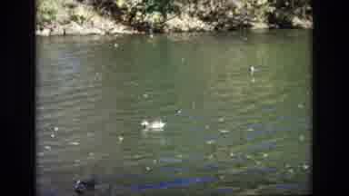 Colorado Springs Colorado USA (1974): Ducks Swimming On A Clear Lake