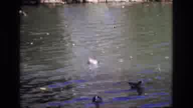 Colorado Springs Colorado USA (1974): Few Mobile Ducks Gray Water Under Bridge