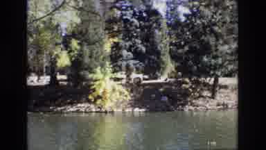 Colorado Springs Colorado USA (1974): Here Are Ducks Swimming During The Daylight