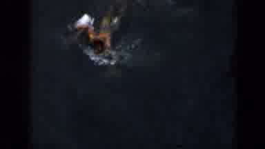 Cuba (1956): Men Swimming Frantically In The Ocean