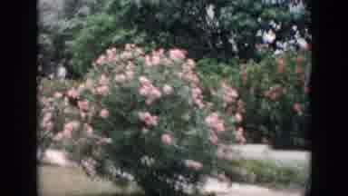 Cuba (1956): Driving By Cemetery With Lots Of Roses Around A Beautiful Fence