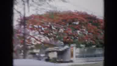 Cuba (1956): Travel To China See Fruit Market And Japanese Trees