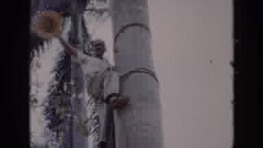Cuba (1956): Older Man With Hat Climbing Up A Palm Tree With Ropes To Keep From