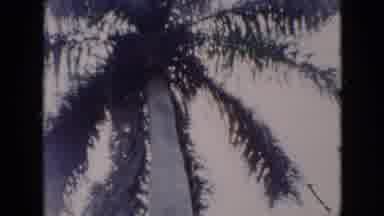 Cuba (1956): Strong Wind Blowing Against Trees With Man Climbing Tree