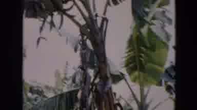 Cuba (1956): Leaves Of Some Outdoor Summer Trees Blowing In The Wind
