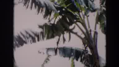 Cuba (1956): Village People Looking For Food To Survive And Stumbling Upon A