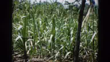 Cuba (1956): Chickens Playing In Grass