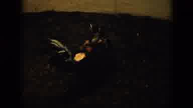 Cuba (1956): Beautiful Peacock Birds Fighting In The Gravel Over Food