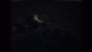 Cuba (1956): Underexposed Video Of A Cock Fight