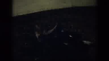 Cuba (1956): Animals Fighting With Each Other