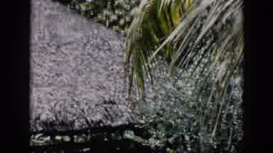 Cuba (1956): A Botanist Look At The Effect Of Insect On Plants