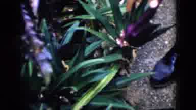 Cuba (1956): Display Of Various Plants With Man's Hand Touching