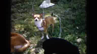 Cuba (1956): Dogs Enjoy The Great Outdoors With There Humans