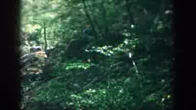 Dayton Ohio USA (1958): Walking Deep Into The Forest A Small Waterfall Is