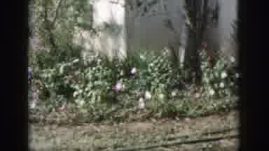 Dayton Ohio USA (1958): Garden Sunny Wind Blowing Near House