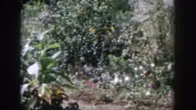 Dayton Ohio USA (1958): Backyard Garden Gazing Around