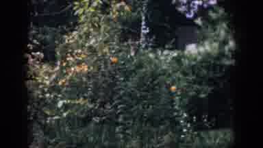 Dayton Ohio USA (1958): Here Is Nature At Its Best With Fruit Available For