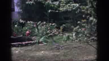 Dayton Ohio USA (1958): View From A Nice Backyard Garden