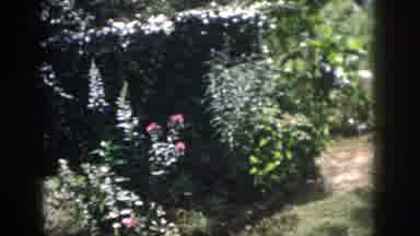 Dayton Ohio USA (1958): View Of A Shady Garden With Lots Of Plants And Flowers