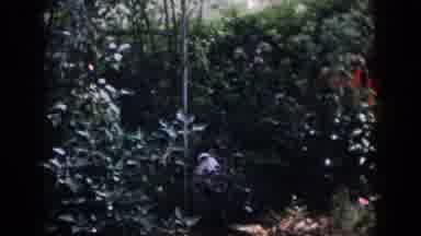 Dayton Ohio USA-1958: Beautiful Greenery Adorns Yard