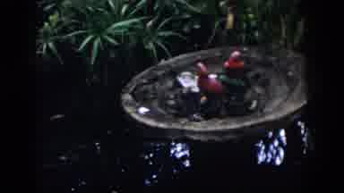 Dayton Ohio USA (1958): Fish Swimming In A Pond