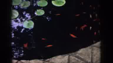 Dayton Ohio USA (1958): Clear Pond In Forest