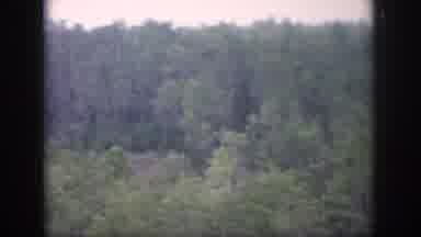 Dayton Ohio USA (1958): Green Trees Being Shown From Top To Bottom In Forest Near