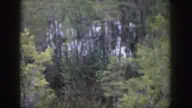 Dayton Ohio USA (1958): Slow Pan Of Nature