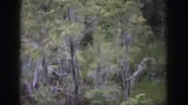 Dayton Ohio USA (1958): Animals Roam Throughout A Jungle