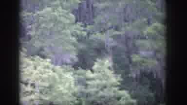 Dayton Ohio USA (1958): Showing Trees Zooming Bushes And Showing Camera Floating