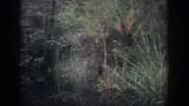 Dayton Ohio USA (1958): Old Video Of Swamp Scene With Marsh Landscape And Swamp