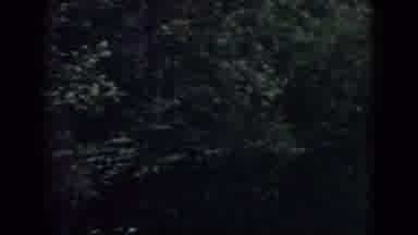 Dayton Ohio USA (1958): Walking Through A Forest
