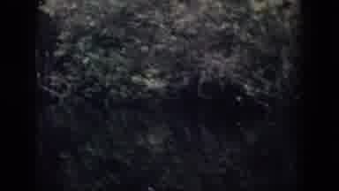 Dayton Ohio USA (1958): Beautiful Forest Big Trees