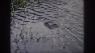 Dayton Ohio USA (1958): Alligator Head Sticks Out Of Water
